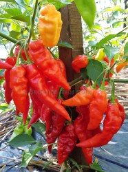 pimenta diomar